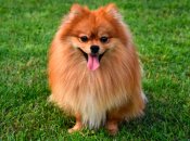 Померанские шпицы известны не только внешностью