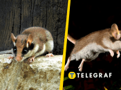 Садова соня