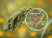 Саранча уже несколько недель атакует Украину