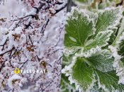 Чи буде урожай фруктів і як зміняться ціни