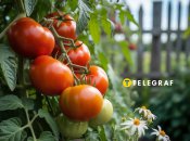 Лікарські препарати можуть допомогти з урожаєм овочів