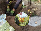 Правильна посадка винограду восени — запорука швидкого врожаю.