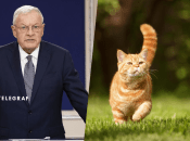 Українці жартують, що про такого кота мріє кожен українець