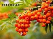 Тільки не садіть горобину дуже близько до будинку