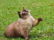 Приносит мышей и щелкает зубами. ТОП-5 странных вещей, которые делают коты