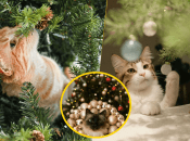 Коти люблять грати з ялинкою