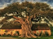 Деревья - настоящее украшение участка