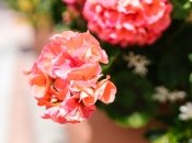 Сахар можно использовать при выращивании герани - главное не переусердствовать