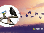 В Україні є птах, якого експериментально заселили з Польщі