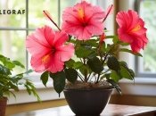 Не всі квіти добре підходять для будинку