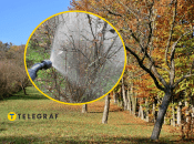 Обработка сада осенью