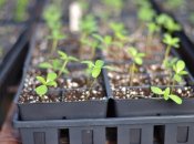 Що садять на розсаду у січні