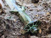 Виготовлений задовго до короля Артура: у Баварії знайшли меч, вік якого – понад 3 тисячі років