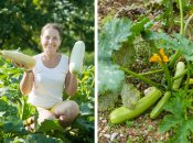 С этим лайфхаком кабачки будут давать больше плодов