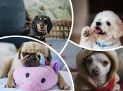 Більшість "маленьких" порід собак дуже люблять людей