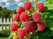 Малина требует правильной подкормки (изображение создано с помощью ИИ)