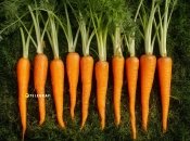 Моркву часто вирощують на дачах