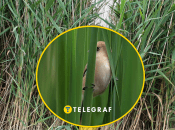 Птах синиця вусата