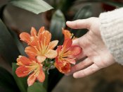 Посадка лілій навесні – важлива справа