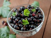 Смородина после уборки урожая нуждается в правильном уходе