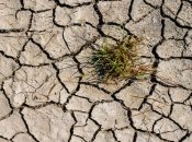 Больше всех пострадают люди: количество засух в мире стремительно растет