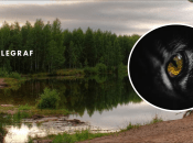 Хижак у лісі