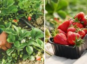 Из подручных ингредиентов можно приготовить удобрение для клубники