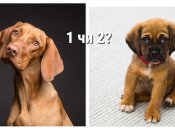 Психологічний тест по картинці — а що оберете ви?