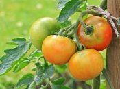 Плохая рассадка овощей может негативно сказаться на вашем урожае