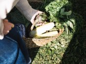 Обмилки допомагають боротися зі шкідниками та гризунами