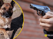 Подозреваемый сделал три прицельные выстрелы в животное