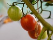 Чтобы получить успешный урожай, следуйте этим советам