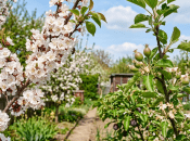 Абрикосы, яблони, сливы цветут, но проку нет. Что надо сделать