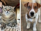 А кто ваше тотемное животное?