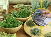 Прованские травы