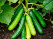 Огірки потребують правильного догляду (зображення створено за допомогою ШІ)