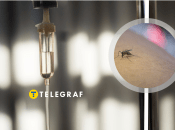 Заболевание переносят комары