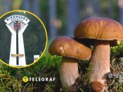 Винниччина богата грибами