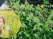 Пилок амброзії є алергеном