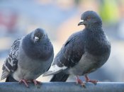 путінський режим продовжує шокувати своєю абсурдною пропагандою