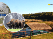 Зубри у Заліссі