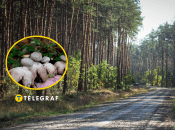 В лесу Винницкой области нашли гриб звездовик