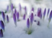 Через несколько недель украинцы будут встречать весну