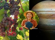 Виноград Юпитер отличается высокой урожайностью и ярким вкусом