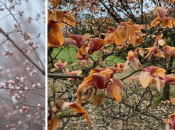 Найбільші непереливки будуть тим деревам та кущам, що вже встигли зацвісти