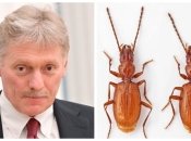 Дмитрия Пескова сравнили с жуком