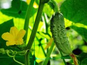 Чому огірки цвітуть, але не дають зав’язь