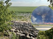 Зарості на місці Каховського водосховища