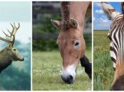 Окупанти вкрали тварин з Асканії-Нови