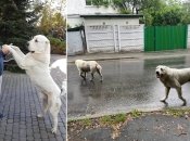 Выгул таких крупных собак по нормам должен производиться на коротком поводке и в наморднике, но владельцы их игнорируют. Фотоколлаж "Телеграфа".